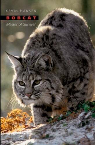 Bobcat: Master of Survival by Kevin Hansen: Used