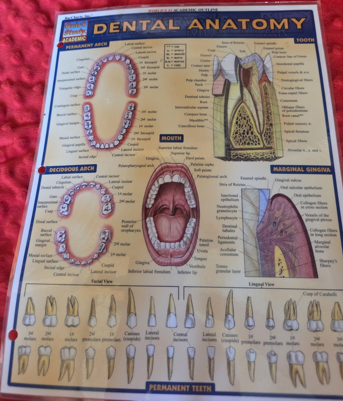 QuickStudy Academic Dental Anatomy Laminated Study Guide A.A. Milne