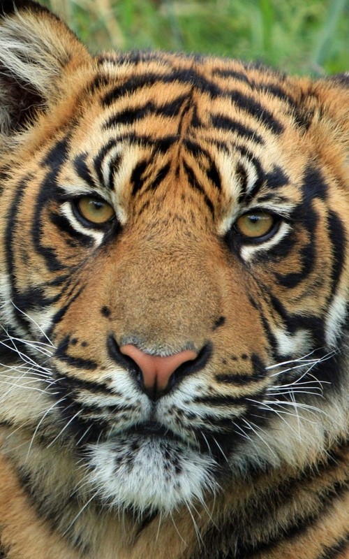 Sumatran Tiger Notebook: Cute Blank Lined Composition Journal for Big Cat Lo…