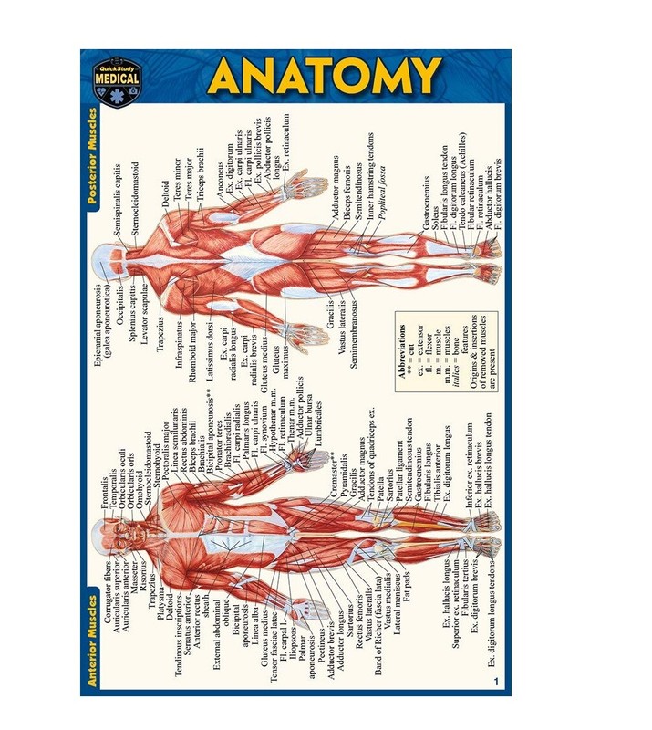 Anatomy Illustrated Pocket-Size Laminated QuickStudy Guide, Small Defect