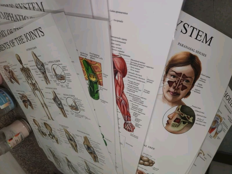 Lot Of 9 Anatomy 2 Sided posters Lamenated 18″x 24″ Nerves Skeletal Muscle Ta6