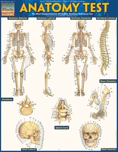 Anatomy Test, Paperback by Perez, Vincent; Barcharts, Inc. (COR), Brand New, …