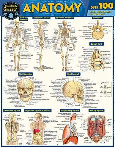 Anatomy Quizzer: a QuickStudy Laminated – Pamphlet, by Perez Vincent – Very Good