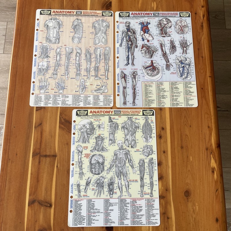 LOT OF 3 DATA GUIDE QUICK CHARTS~CHARTS 1,2,4~ANATOMY MUSCLES SKELETAL NERVOUS