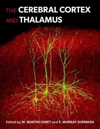 The Cerebral Cortex and Thalamus – Hardcover, by Usrey W. Martin; – Very Good