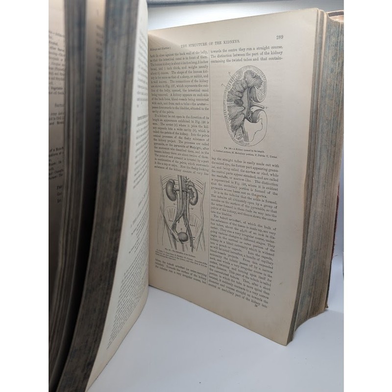 The Household Physician McGregor Robertson 1890 Parts 1-4 Vintage Leather Rare gallery