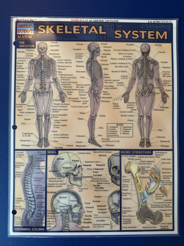 Skeletal System by Staff BarCharts Inc. (1999, Book, Other)