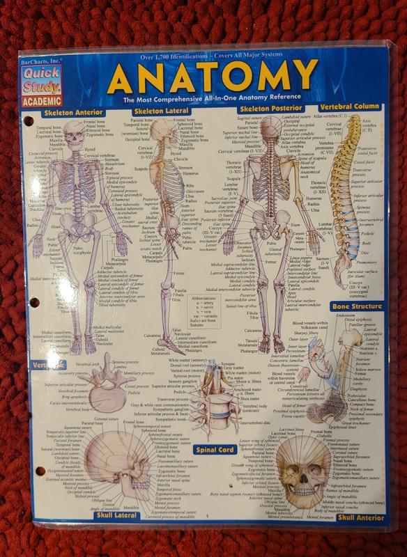 Quick Study Anatomy Laminated Tri-fold Study Guide, Anatomy reference