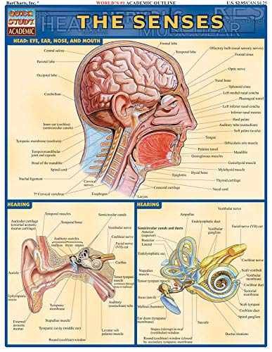 Senses (Qucik Study Academic) – Pamphlet, by BarCharts Inc. – Very Good
