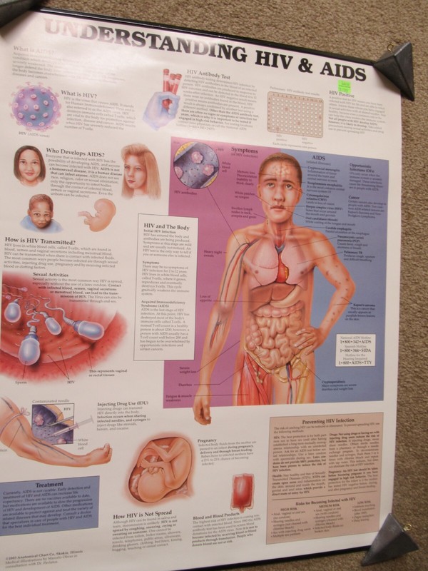 Anatomical medical wall chart, Understanding HIV & AIDS