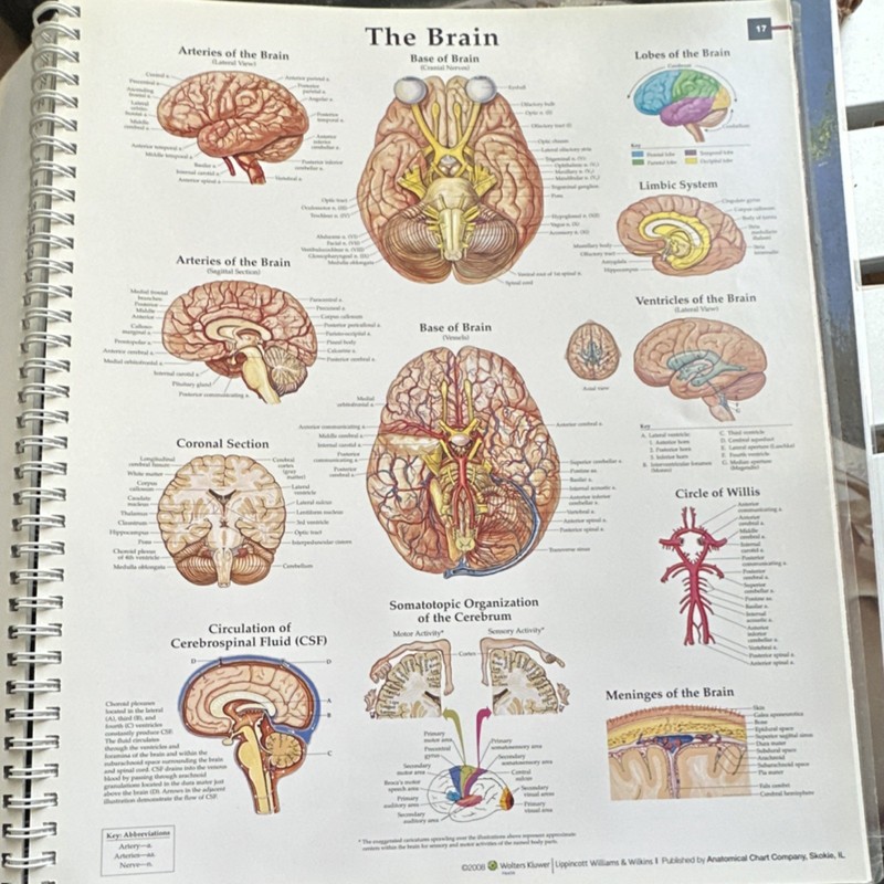 Anatomical Chart Company Anatomy & Pathology 5th Ed Ring/Wire Bound (2008) gallery