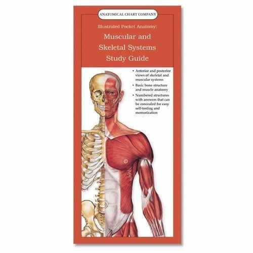Illustrated Pocket – Wall Chart, by Anatomical Chart Company – Very Good
