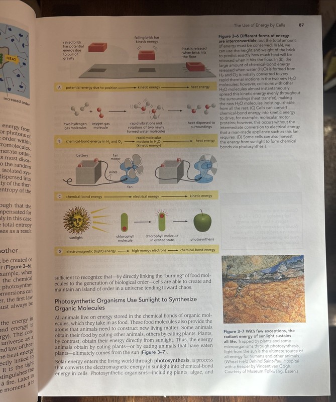 Essential Cell Biology 4th Edition, Hard Cover, Used gallery