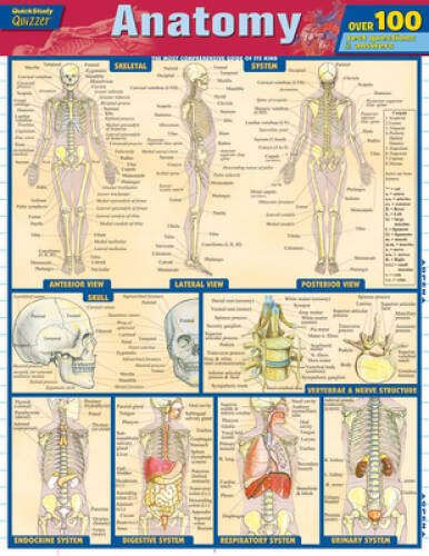 Anatomy Quizzer (Quick Study: Quizzer) – Pamphlet By BarCharts, Inc. – GOOD