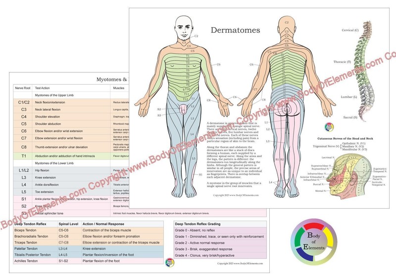 Dermatomes Myotomes Chiropractic Nerves Medical Chart 8.5″ X 11″ Laminated