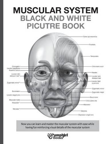 Pamphlet Books Muscular System Black and White Picture Book (Paperback)